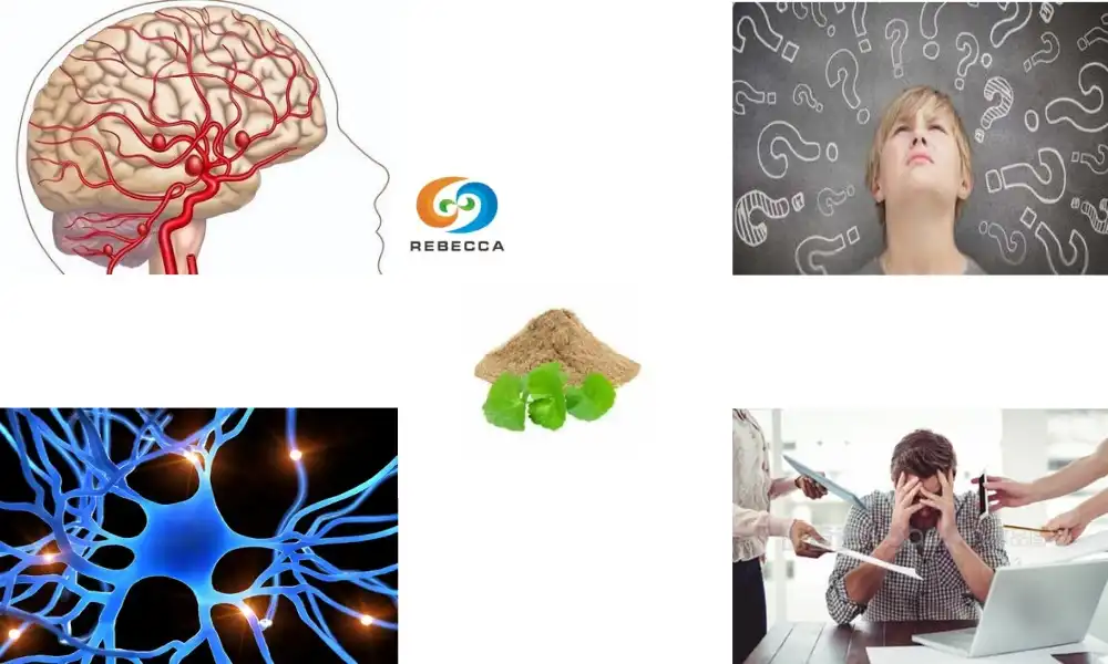 Does gotu kola heal the brain?